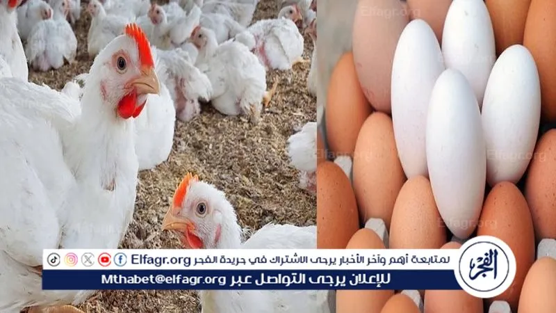 أسعار الدواجن البيض اليوم الخميس 18 سبتمبر 2025