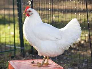 صورة أرشيفية للدواجن البيضاء