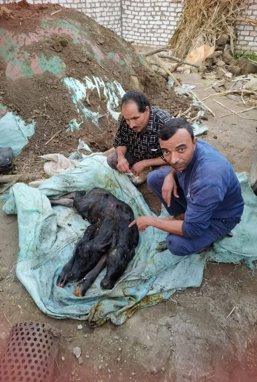 لقطة للعجل ذو الرأسين&nbsp;