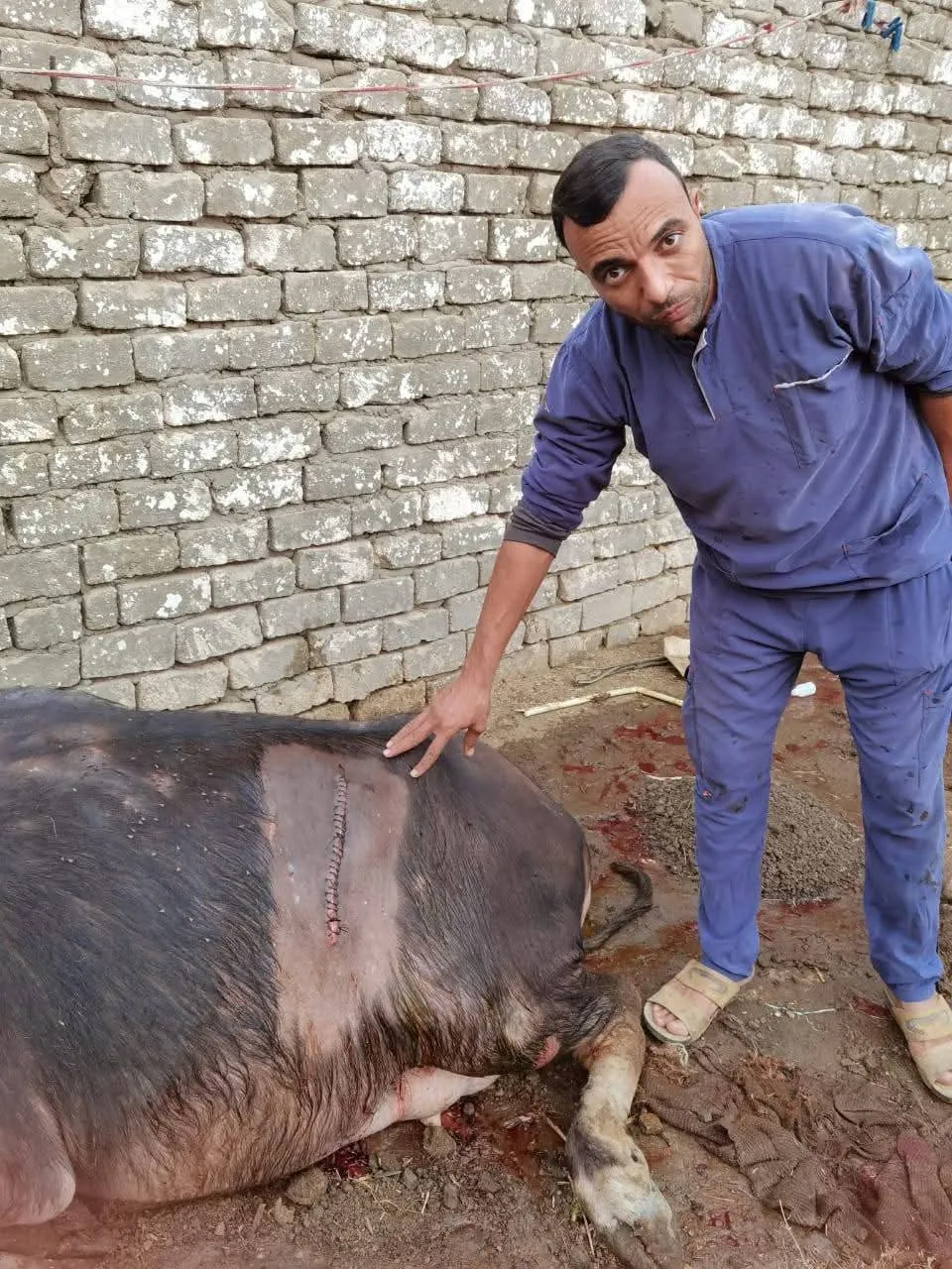 لقطة للجاموسة عقب عملية القيصرية&nbsp;