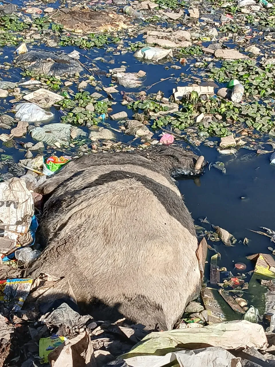 حيوانات نافقة