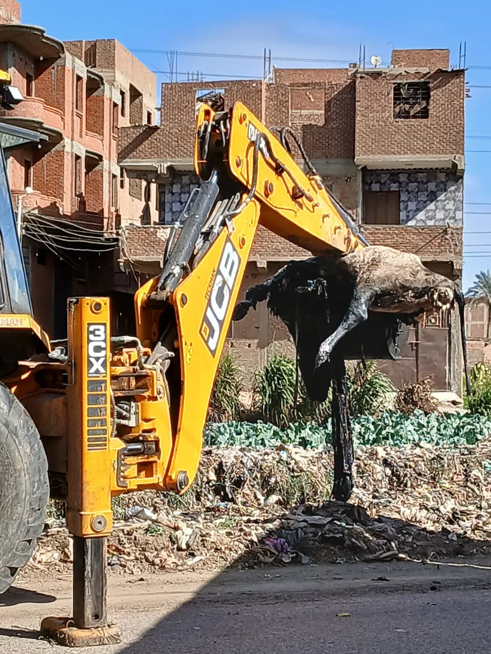 رفع الحيوانات النافقة 