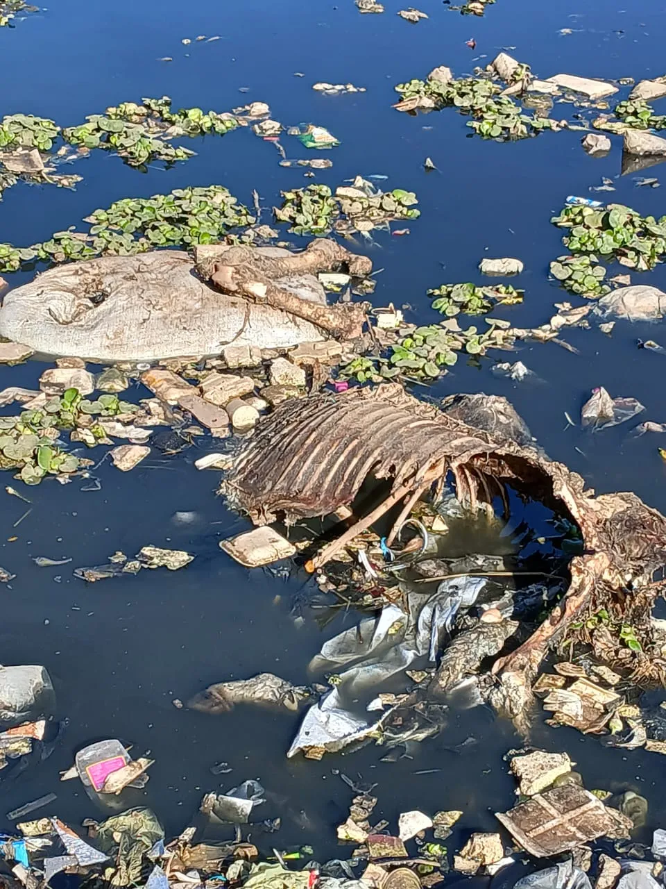 رفع الحيوانات من المصرف