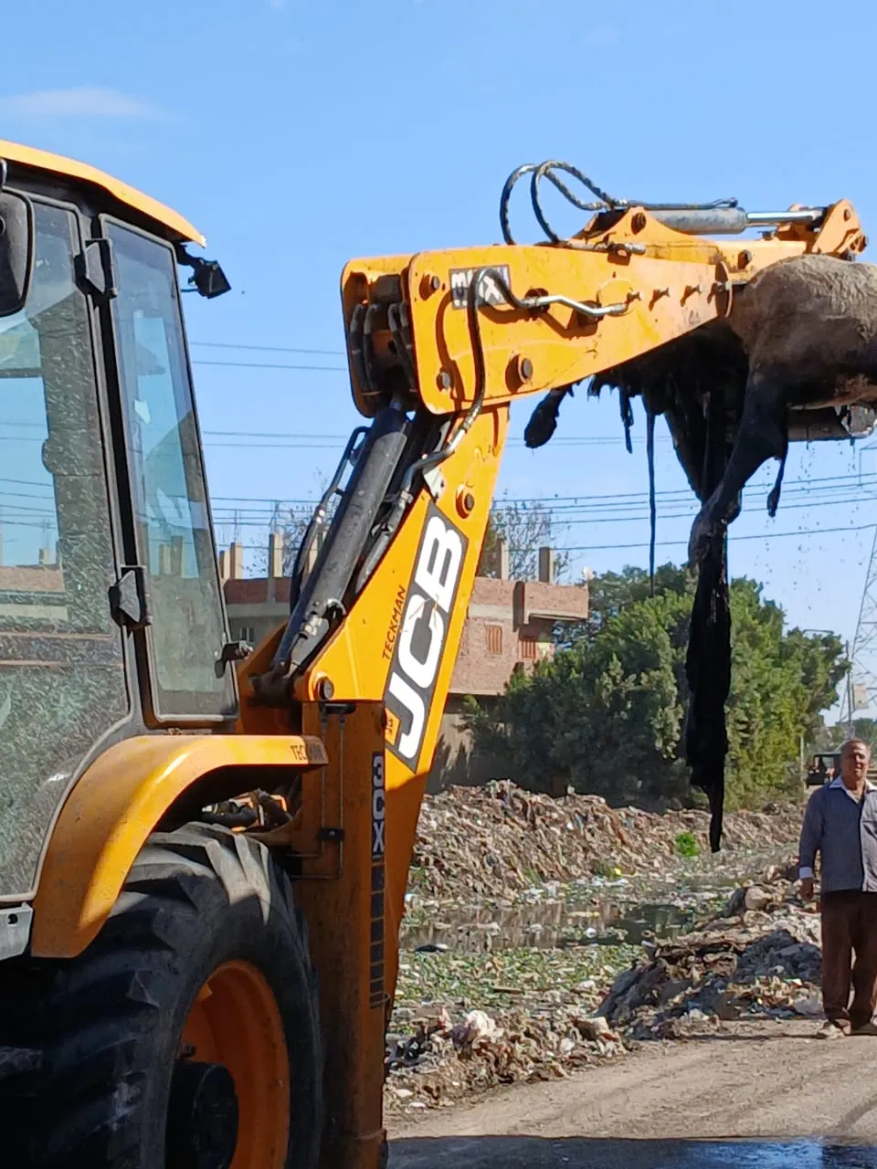 أعمال رفع الحيوانات النافقة 