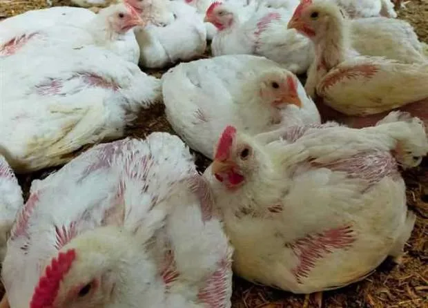 فراخ بيضاء&nbsp;