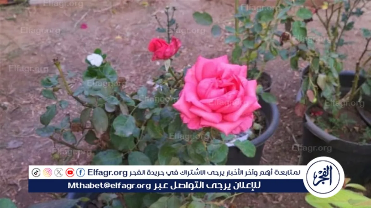 86beeae4-15c5-47c0-bb18-a7c4c4e3f2e9