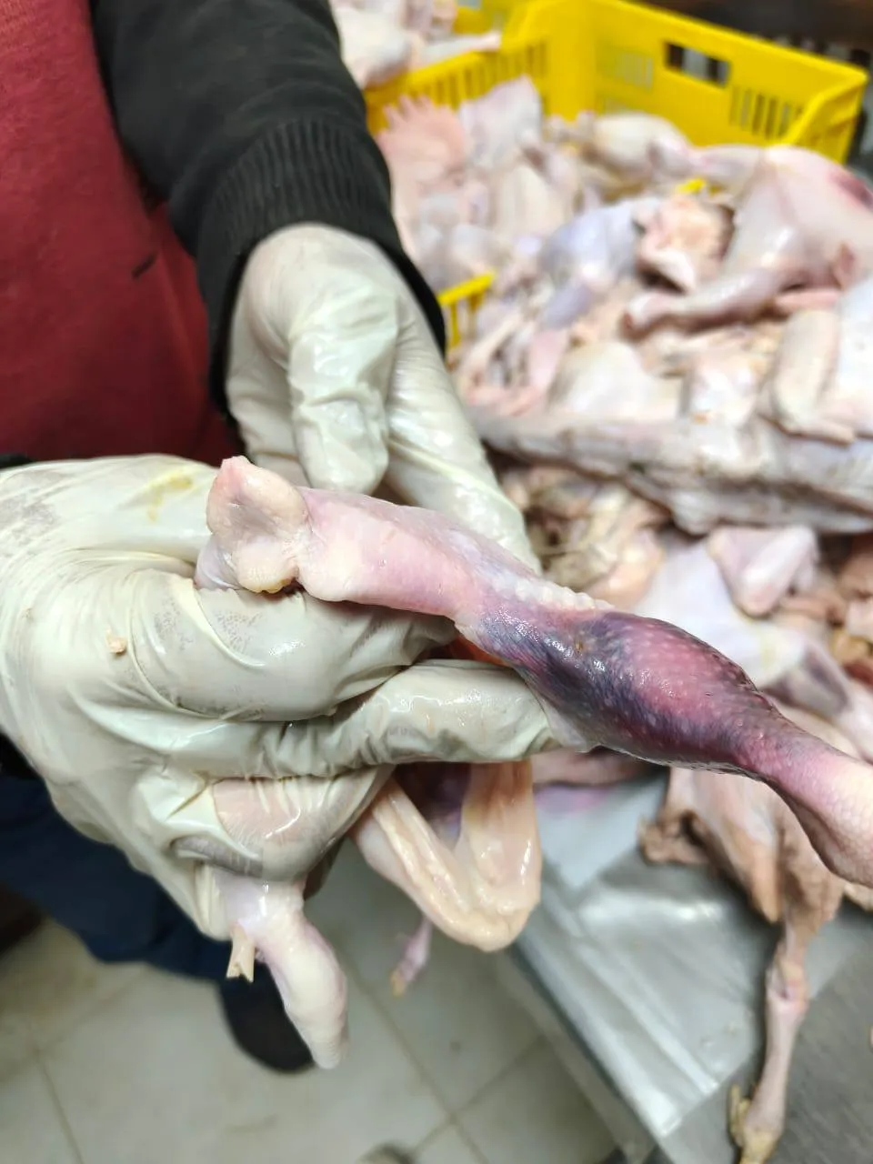 ضبط 71 دجاجة فاسدة في حملة تموينية ببني سويف