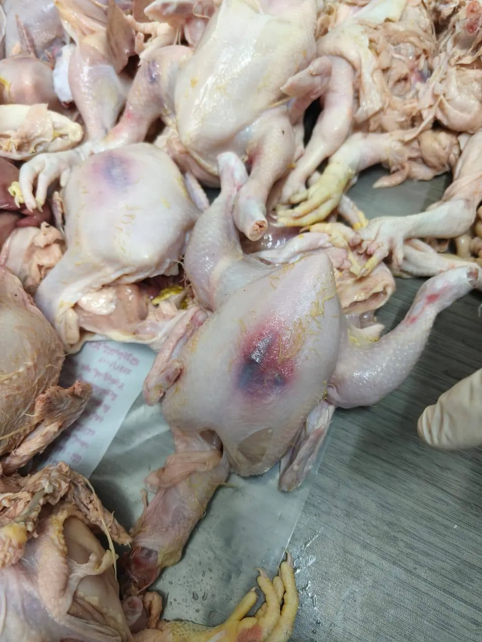 ضبط 71 دجاجة فاسدة في حملة تموينية ببني سويف