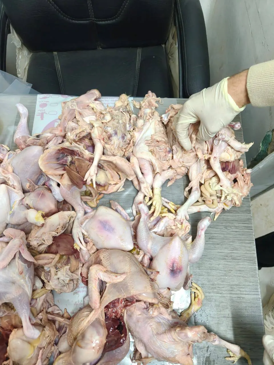 ضبط 71 دجاجة فاسدة في حملة تموينية ببني سويف