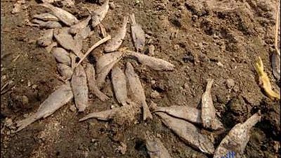  بالصور.. شاهد أغرب أشياء 