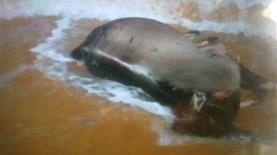 وزارة البيئة تؤكد دفن الأبقار النافقة بشكل صحي