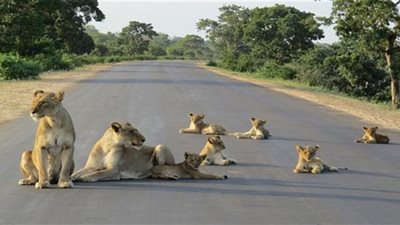 عائلة من الأسود تحتل طريقاً وتوقف الحركة المروية فيه