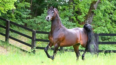 مربط عذبة يفتتح الموسم الأوروبي بذهبية مارينا دي بيتراسانتا الدولية