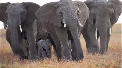 تعرف على أنواع الافيال