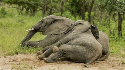 غابة الحيوانات المخمورة فى أفريقيا