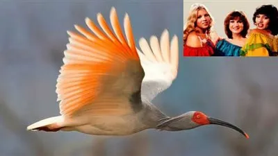 الطالع الفلكى الخَمِيس 26/5/2016 ... سَعَادَة جُوبِيتَر !