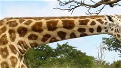 هل تعلم أنّ عدد فقرات عنق الزّرافة نفس عدد الفقرات عنق الإنسان ؟