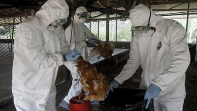 اكتشاف بؤرة لانفلونزا الطيور في الكاميرون