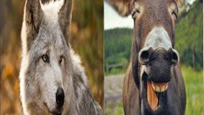 هل تعلم أنّ الذئاب والحمير من أكثر الحيوانات حدّة في السّمع؟