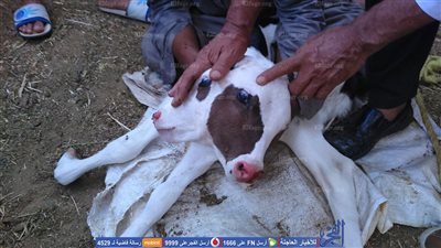 ولادة عجل برأسين في الوادي الجديد (صور)