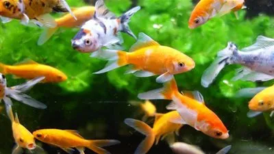 أنواع الأسماك التي يمكن الاحتفاظ بها في أحواض الأسماك