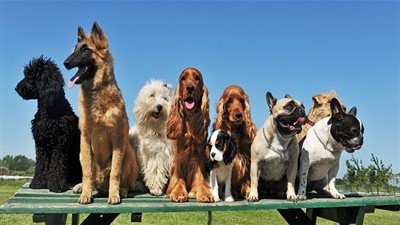 كيف تفهم ما يفكر به الكلاب من ايماءات جسمه