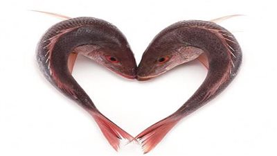 حمية السمك.. لتفقدي 10 كيلو من وزنك