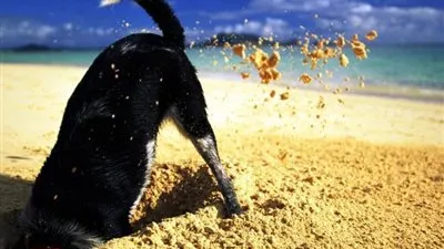    هل تعلم لماذا تدفن الكلاب العظام؟ 