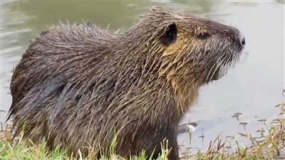 حيوان القندس يتسبب في خسائر مادية كبيرة بالمدن النمساوية