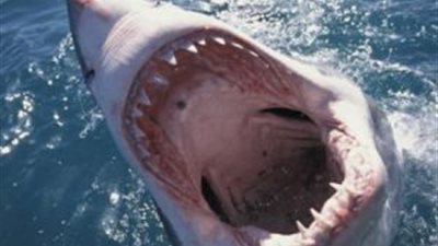 مواطن يتعرض لبتر في ساقه بسبب هجوم سمكة قرش بأحد شواطئ السويس (فيديو)