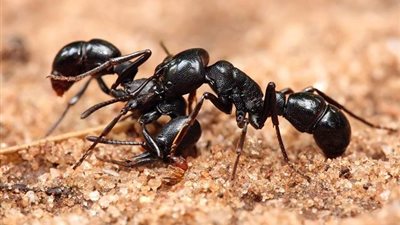 هل تعلم أن..هناك أنواع من النمل تفجر نفسها؟
