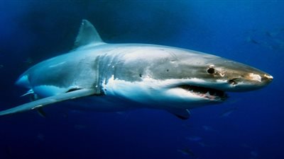 خبراء يفسرون لغز ظهور 