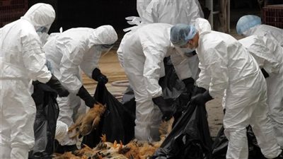 إعدام 4500 دجاجة لمنع انتشار انفلونزا الطيور في هونج كونج