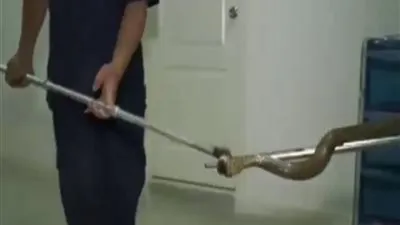 هجوم ثان لأفعى.. من كرسي المرحاض