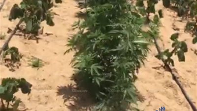ضبط مزارع لزراعته 5 أفدنة بانجو في مركز بدر بالبحيرة (فيديو)