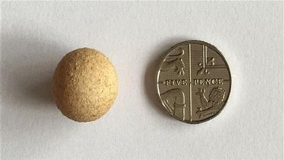 ” دجاجة ” تضع أصغر بيضة في العالم