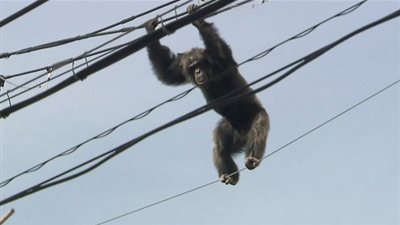 قرد يتسبب فى إنقطاع الكهرباء فى كينيا