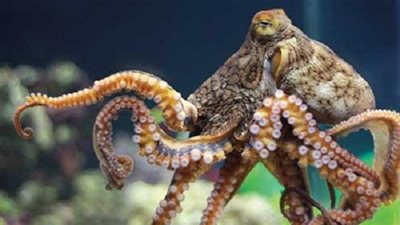 كم قلب للأخطبوط ؟ 