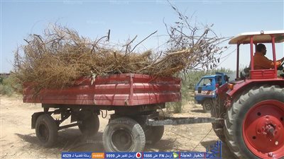 حملة لإزالة مخلفات أشجار الليمون والزيتون بجنوب الوادي في قنا (صور)