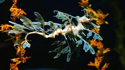 ما هو تنين البحر المورق ؟ 