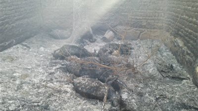نشوب حريق هائل بحظيرة ماشة يتسبب بنفوق 70 رأس ماشية بالوادي الجديد