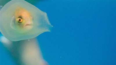 صورة  سمكة داخل قنديل بحر  تحصد عدد كبير من المشاهدات على مواقع التواصل الاجتماعي