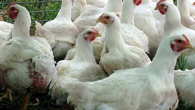 مجلس الوزراء: تراجع كيلو الدواجن إلى 23 جنيه
