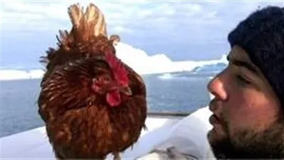   دجاجة تبحر حول العالم  
