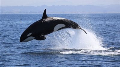 حيتان تجنح على أحد شواطئ إندونيسيا!