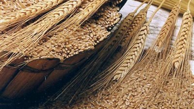 استيراد 300 ألف طن قمح لتغطية الاستهلاك المحلي