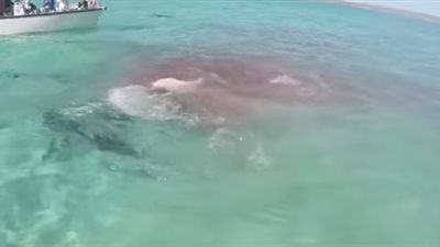 شاهد .. مجموعه من اسماك القرش تلتهم حوتاً بثوانٍ