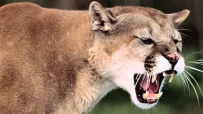 أم تنقذ ابنها من براثن أسد جبلي في كولورادو