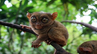 قرد التارسير من أغرب الحيوانات في العالم