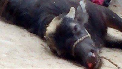 ضبط جزار أثناء ذبح ماشية نافقة قبل بيع لحومها للجمهور بأسيوط 